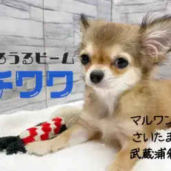 【 チワワ 】うるるん♪小さめサイズ！その生活に必要な用品もご紹介！！