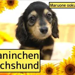 【 カニンヘンダックス 】最小サイズ・愛らしいお顔・止まらぬ食欲がキーワード！