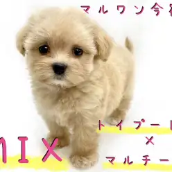 【 マルプー 】甘えん坊のドールわんこ!最強MIXちゃんの最速レビュー!