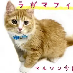 【 ラガマフィン 】ワンちゃんとの多頭OK！おっとり穏やかゴージャスニャンコ！