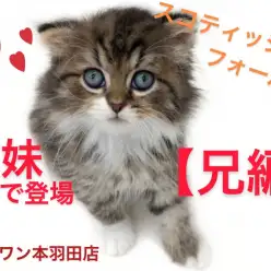 【 スコティッシュフォールド 】兄妹愛が凄すぎる！！おっとり性格の兄編