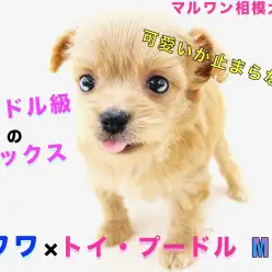 【 MIX 】チワワとトイプードルのハーフ犬！オリジナリティと表情の豊かさに注目