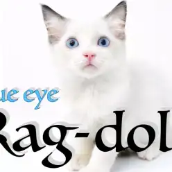 【ラグドール】夏の青空を連想させるブルーの瞳の超絶美人！！