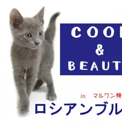 【 ロシアンブルー 】甘えてくれる猫！抱っこ好きになる3つのポイント！