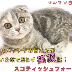 【 スコティッシュフォールド 】容姿性格、全てが丸い癒し系！ハグが好きな甘えん坊
