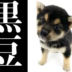 【 豆柴 】手乗り柴！驚きのコンパクトサイズ！