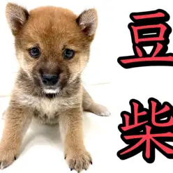 【 豆柴 】マルワンプレミアム!血統書認定赤豆柴登場!!