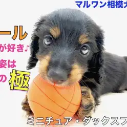 【 ミニチュア・ダックスフント 】小さめの手乗りサイズ♪ボール遊びは一級品！