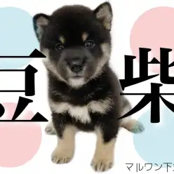【 豆柴 】憧れの和犬ライフが実現！！ミニマム黒豆柴はやっぱり可愛かった！