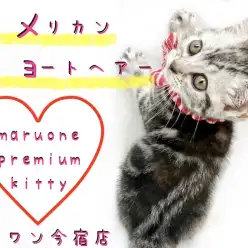 【 アメリカンショートヘア 】ICCグランドチャンピオン直仔!レアカラー女の子!