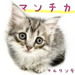 【 マンチカン 】猫ちゃん初めてユーザーの方必見！超短足のイケメンにゃんこ♡