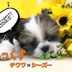 【 MIX 】NT店初登場！珍しいチワワ×シーズーの可愛すぎるミックスくん！