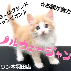 【 ノルウェージャン 】超絶可愛いグランドチャンピオンDNAを継ぐ癒し系王子様！