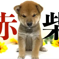 【 柴犬 】奇跡の可愛さっ！柴犬マニア絶賛のむちむちボディ！