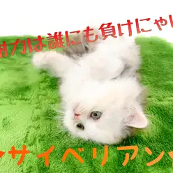 【 サイベリアン 】お顔は真っ白!体は綺麗なキャリコ!猫界のアイドル