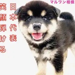 【 柴犬 】100点満点の笑顔で癒します！クマ系黒柴との生活の魅力をお届け！