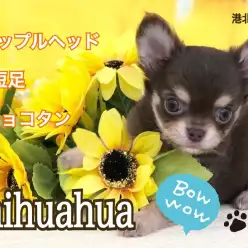 【 チワワ 】生後2ヶ月660g！小さめ、短足、美しいチョコタンカラー！
