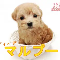 【 MIX・マルプー 】8/3入店のプレミアムパピーを最速レビュー!!