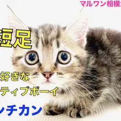 【 マンチカン 】コミカルな動きに目が離せない！猫パンチ&カンガルー立ちを披露♪