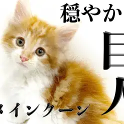 【 メインクーン 】驚くほどの美貌は横浜随一！レッドカラーのジェントルマン！