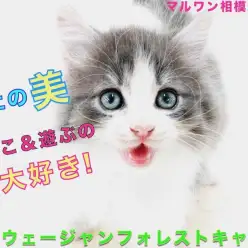 【 ノルウェージャンフォレストキャット 】美しさと可愛さ!抜群に懐っこい森の妖精