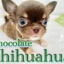 【 チワワ 】生後57日で452g！濃厚チョコレートカラーの小さめボーイ