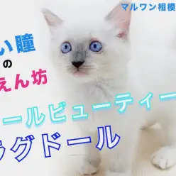 【 ラグドール 】ブルーアイでみんなを虜にする可愛さ！懐っこすぎるキャット登場！