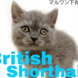 【 ブリティッシュショートヘア 】温和な性格の丸顔にゃんこがやって来た！