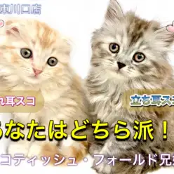 【 スコティッシュ・フォールド 】兄妹で同時入店！兄と色違いの立ち耳×長毛スコ！