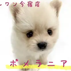 【 ポメラニアン 】クリーム・童顔フェイス・手乗りサイズのプレミアムわんこ！