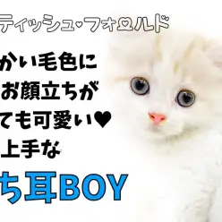 【 スコティッシュフォールド 】柔らかい毛色・丸いお顔・特技は甘え上手!