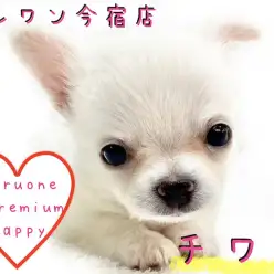 【 チワワ 】クリーム・小さめ・チャンピオン直仔!短足2頭身BODYの男の子!