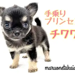 【 チワワ 】世界最小！アップルヘッドの手乗りプリンセス！