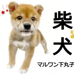 【 柴犬 】従順な癒しの王子様が東京都大田区に登場！可愛いお顔に釘付け！