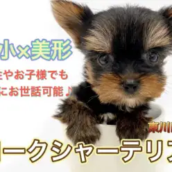 【 極小 ヨークシャーテリア 】344gマイクロヨーキー!特徴・魅力・飼いやすさをご紹介!