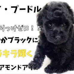 【トイ・プードル】混じりっけゼロ!艷やかに輝くブラックダイアモンドアイ!