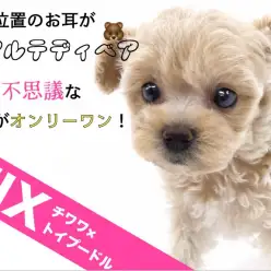 【 MIX 】高い位置のお耳がリアルテディベア！摩訶不思議な毛色のチワプー！