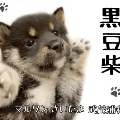 【 豆柴 】小さめ黒豆柴くん!魅力や食事をご紹介!!