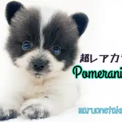 【 ポメラニアン 】杉並区注目度NO.1！！小さめレアカラーたぬきポメ登場！！