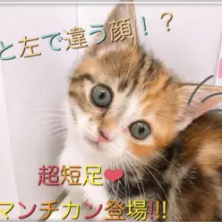 【 マンチカン 】右と左で表情が違う？！超短足マンチカンちゃん登場！