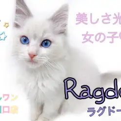 【 ラグドール 】淡いブルーポイントの被毛と水色の瞳！可愛さ満点の女の子が登場！