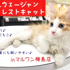 【 ノルウェージャン 】ネコ初心者必見！たった5分の長毛お手入れ法を大公開！