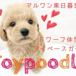 【 トイ・プードル 】アプリコットのドワーフ体型！性格は超おっとりマイペース！