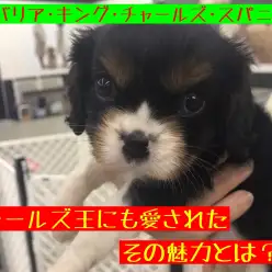 【 キャバリア 】王様にも愛された！優しい性格と可愛さ全開のおっとりガール降臨！