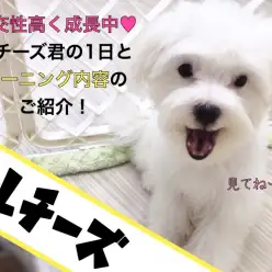 【 マルチーズ 】抜群の社交性！マルチーズ君の1日とトレーニング内容のご紹介！