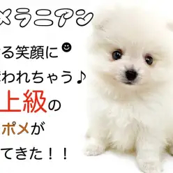 【 ポメラニアン 】弾ける笑顔に心奪われちゃう♪最上級のくまポメがやってきた！！