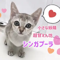 【 シンガプーラ 】飼いやすさNO.1!超甘えん坊な「小さな妖精」