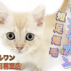 【 マンチカン 】初めての方にオススメ！短足短毛イケメンにゃんこ♪