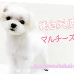 【 マルチーズ 】見た目はベイビー！中身はレディー！貴族に愛された純白天使！