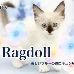 【 ラグドール 】青い瞳・穏やかな性格・甘えん坊！！大型猫種の女の子！